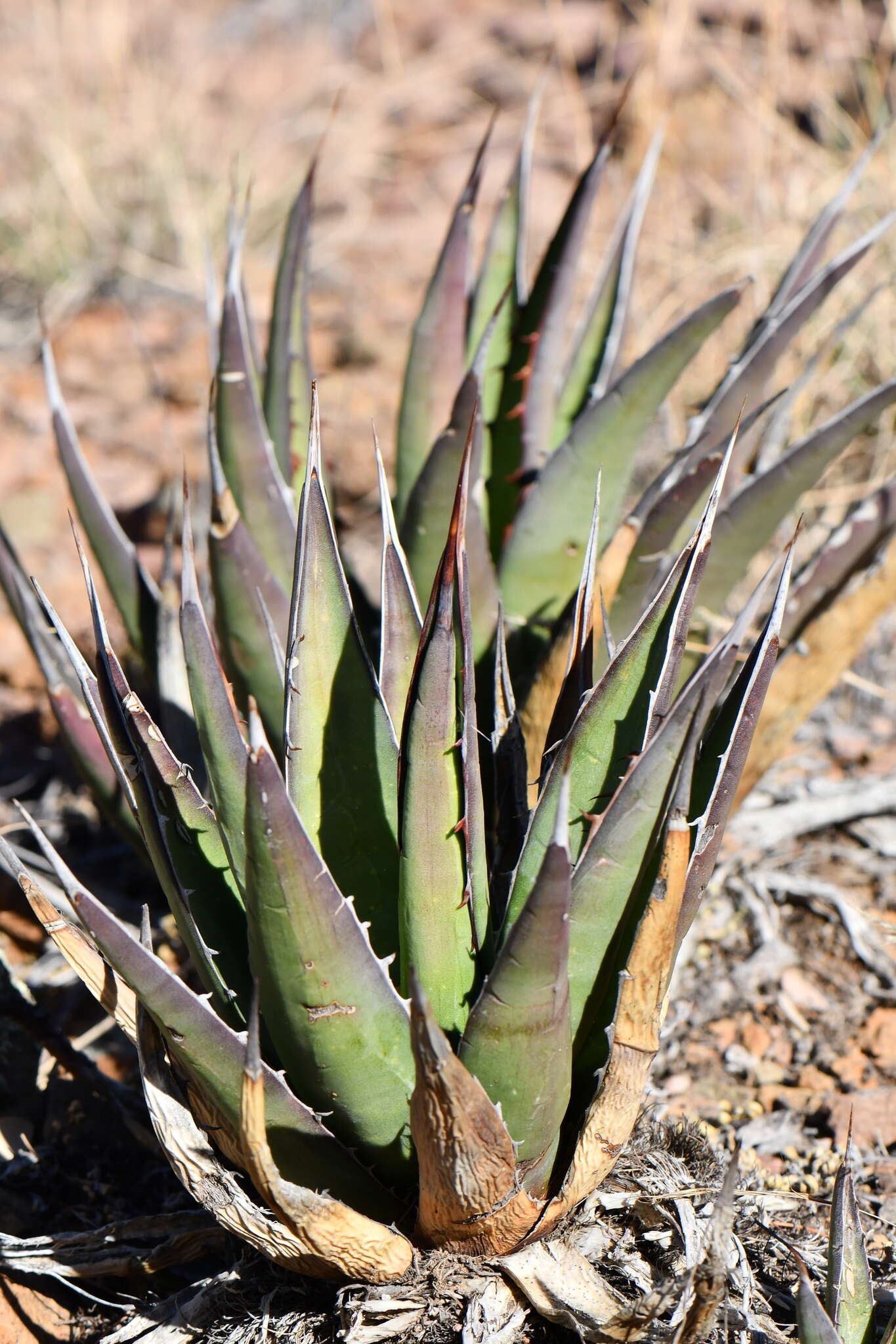 Agave glomeruliflora (Engelm.) A. Berger的圖片