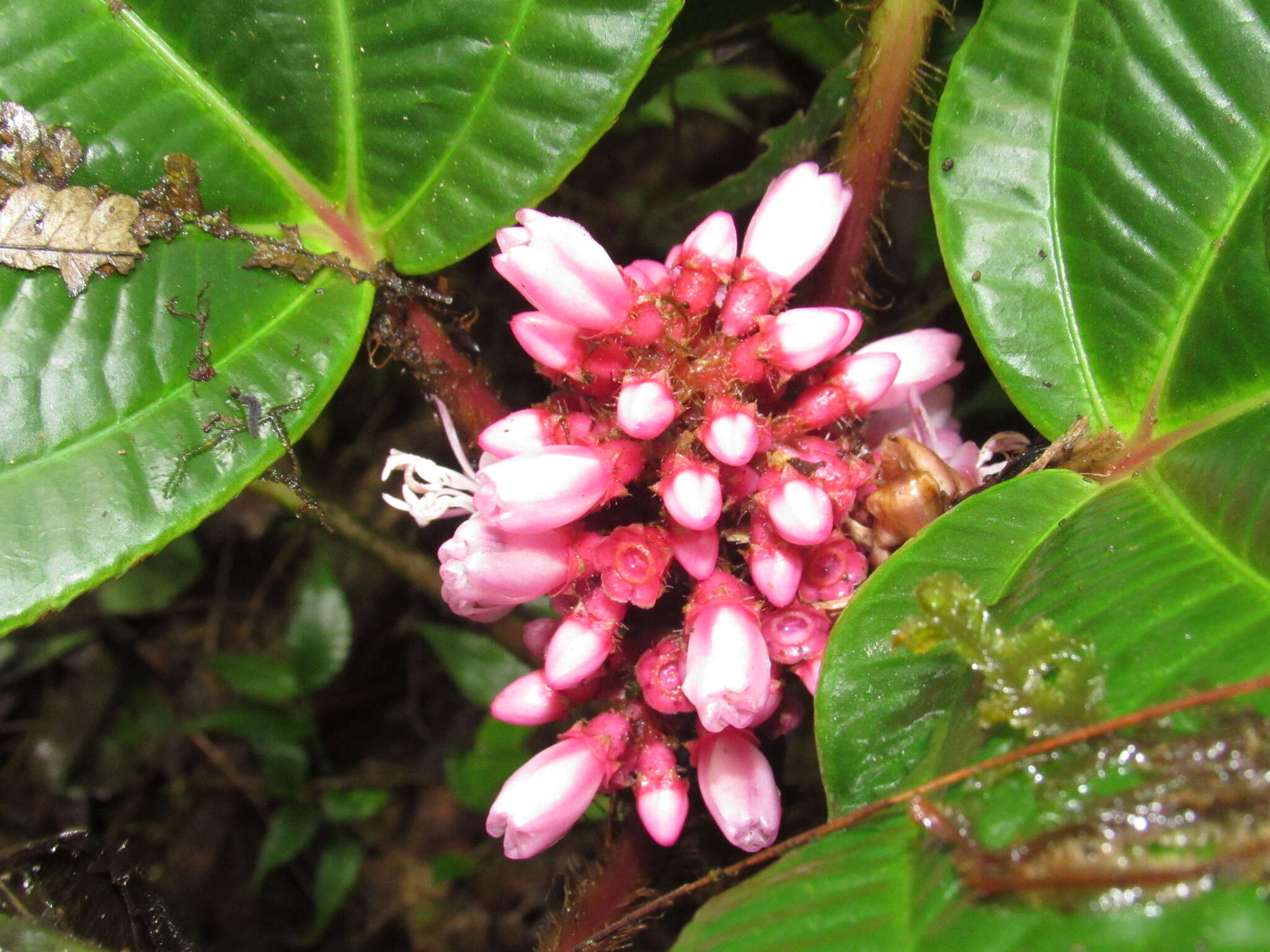 Tococa platyphylla Benth.的圖片