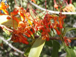 Image of Matches mistletoe