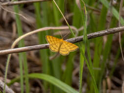 صورة Idaea aureolaria Schiffermüller 1775