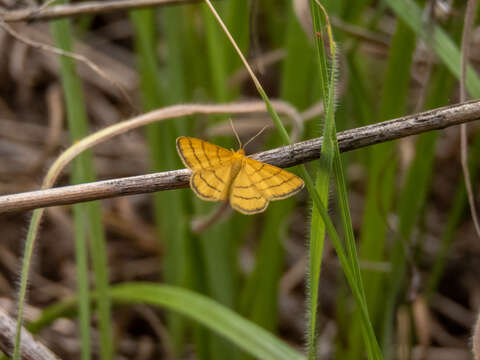 صورة Idaea aureolaria Schiffermüller 1775