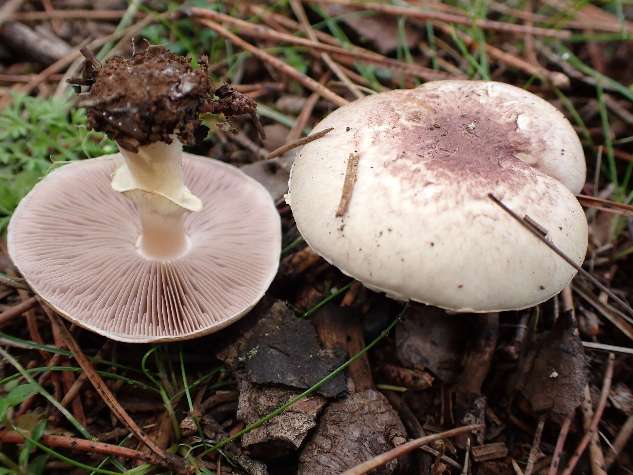 Image of Agaricus dulcidulus Schulzer 1874