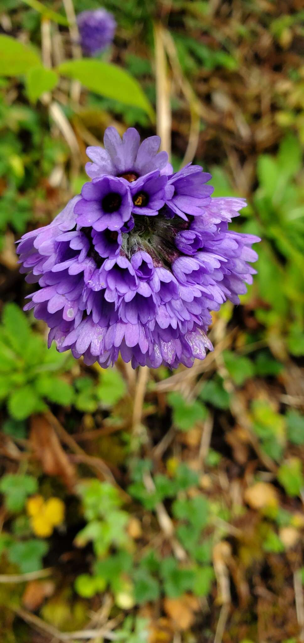 Primula glomerata Pax resmi