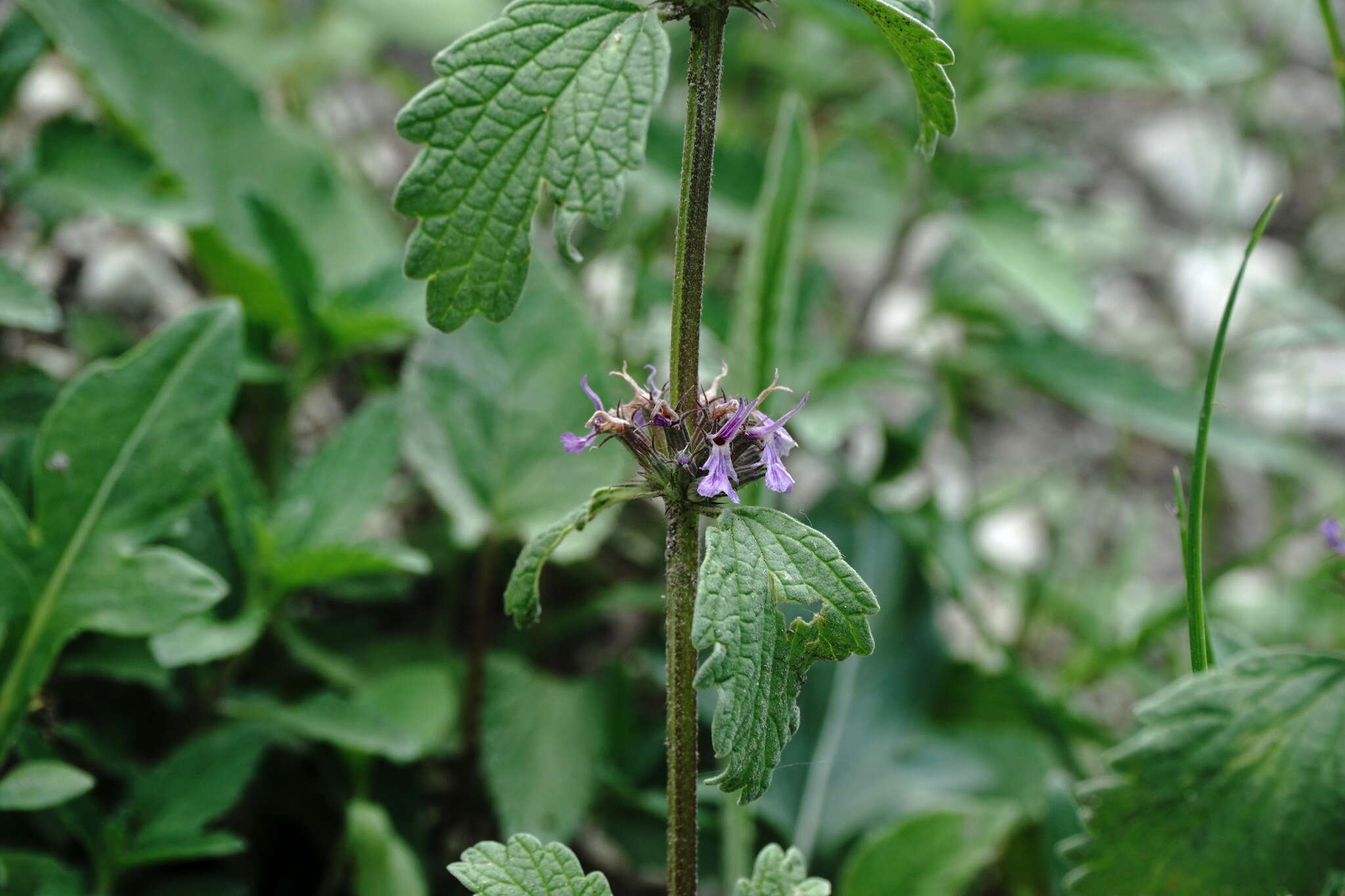 Plancia ëd Marrubium catariifolium Desr.