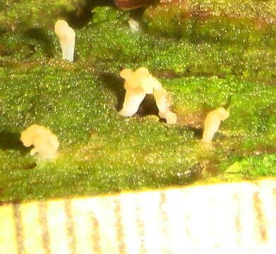 Image of club lichen