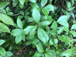 Imagem de Litsea rotundifolia var. oblongifolia (Nees) C. K. Allen