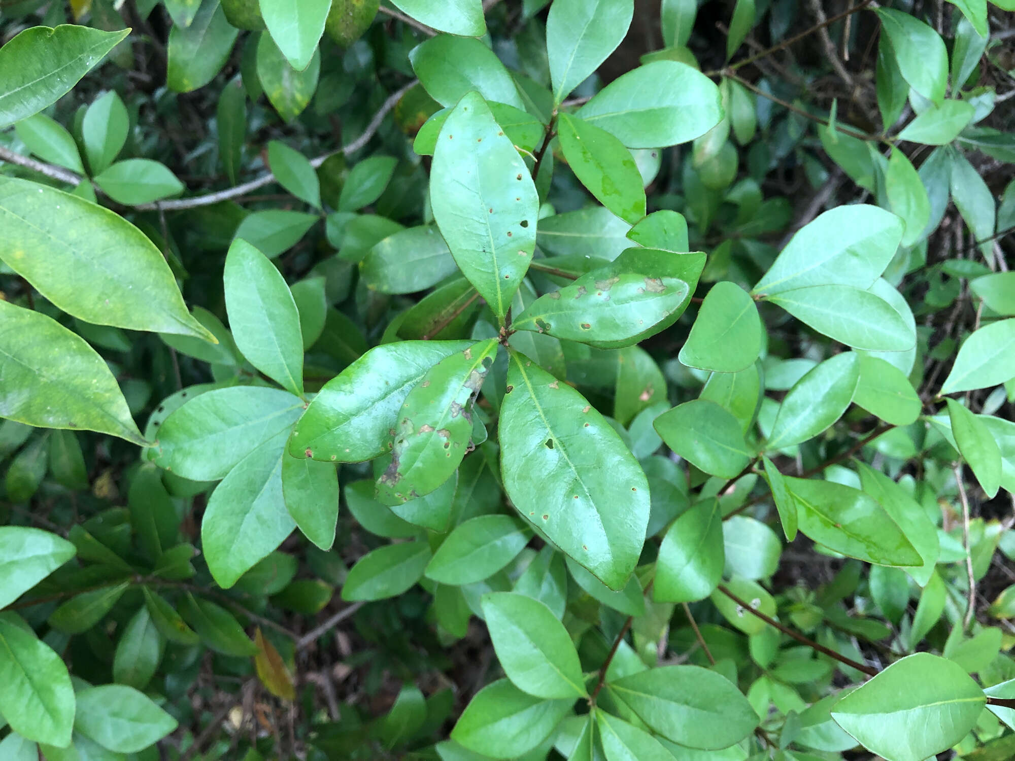 Imagem de Litsea rotundifolia var. oblongifolia (Nees) C. K. Allen