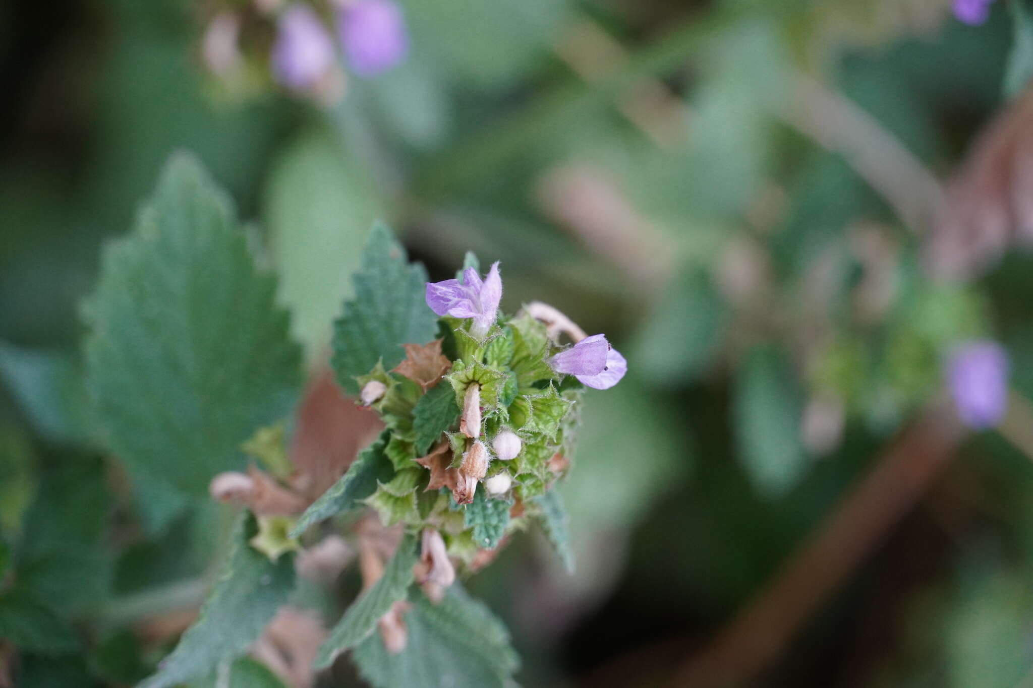 Image of Ballota nigra subsp. meridionalis (Bég.) Bég.