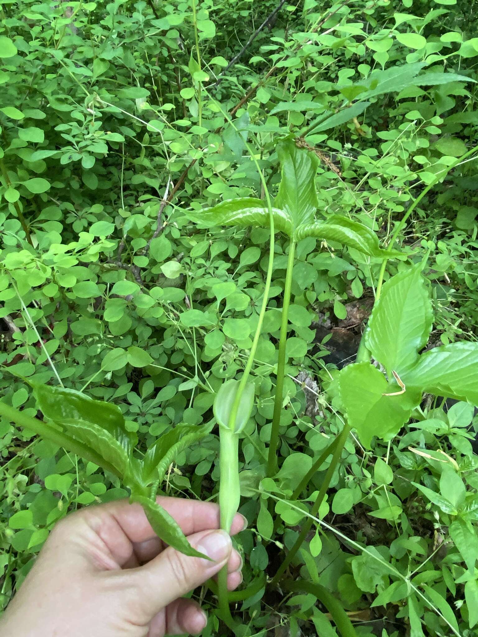 Image of Pinellia tripartita (Blume) Schott