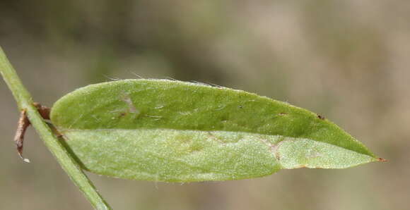 Psoralea plauta C. H. Stirt. resmi