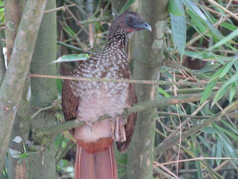 Image of Speckled Chachalaca