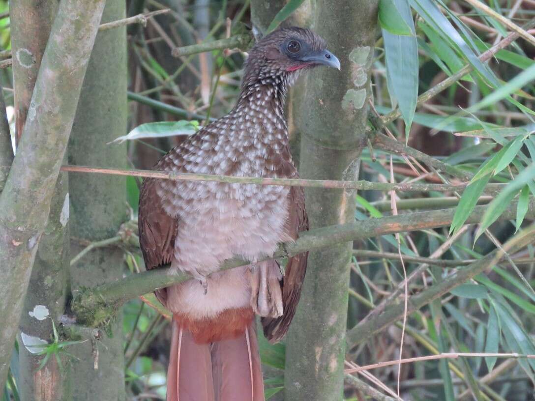 Image of Speckled Chachalaca