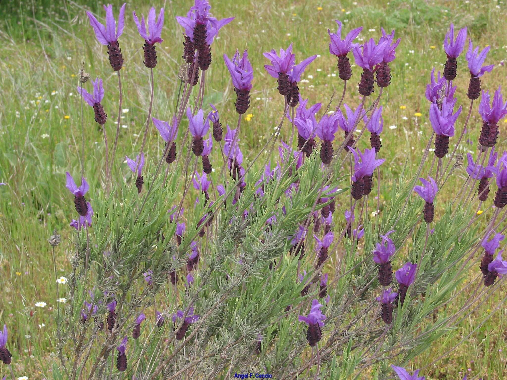 Image of Lavandula pedunculata subsp. sampaiana (Rozeira) Franco