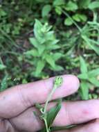 Image of Hieracium krylovii Nevski ex Krylov