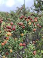 Image of <i>Phylica oleifolia</i>