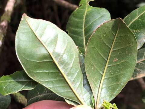 Image of Melicope micrococca (F. Müll.) T. G. Hartley