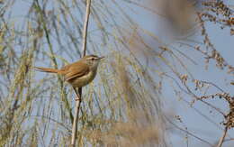 Image of Rufescent Prinia