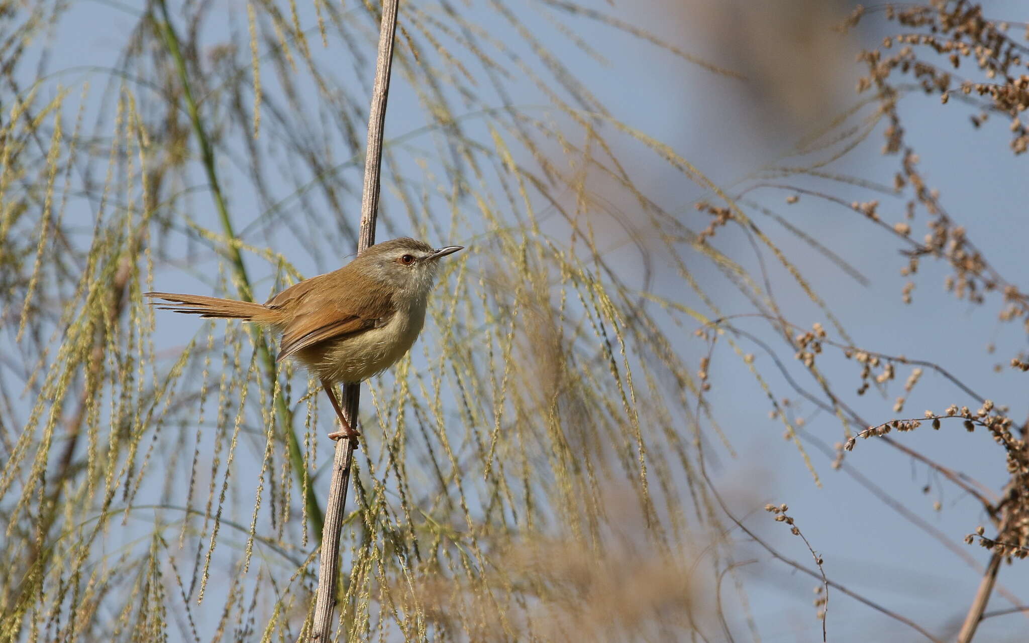 Image of Rufescent Prinia