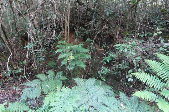 Image of Lacy Tree Fern