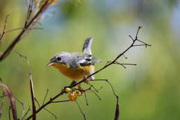 Image de Setophaga pitiayumi insularis (Lawrence 1871)