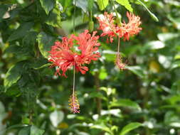 Image of fringed rosemallow