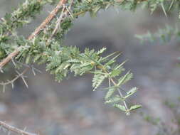 Image of Plectrocarpa tetracantha Gill.