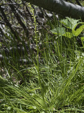 Image of Canyon Bog Orchid