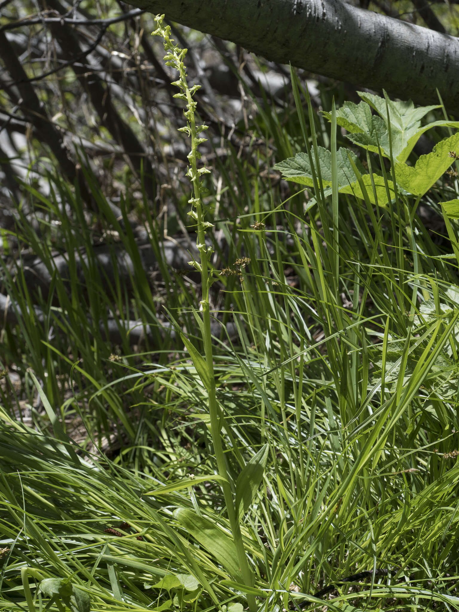 Image of Canyon Bog Orchid