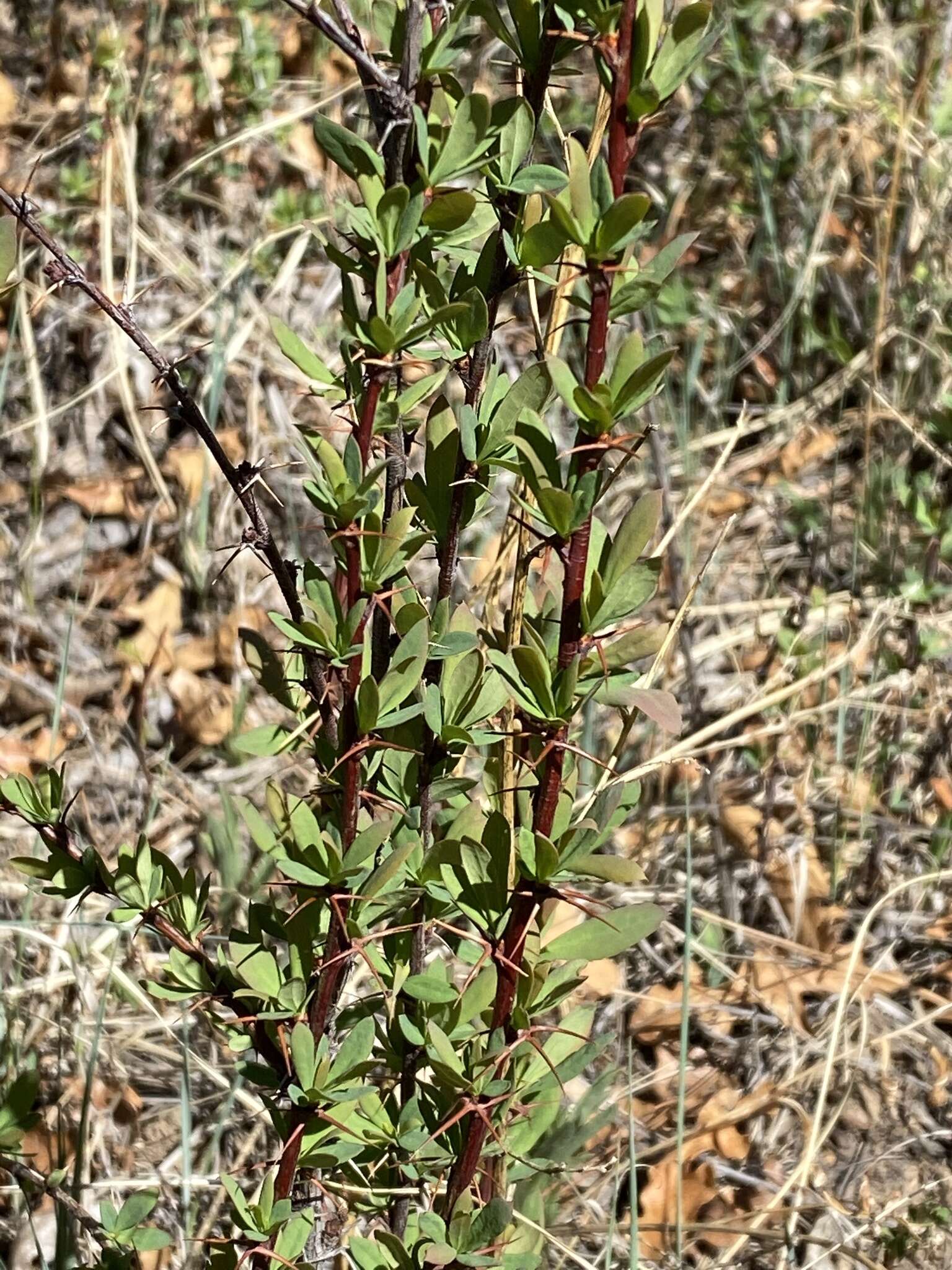 Plancia ëd Berberis fendleri A. Gray