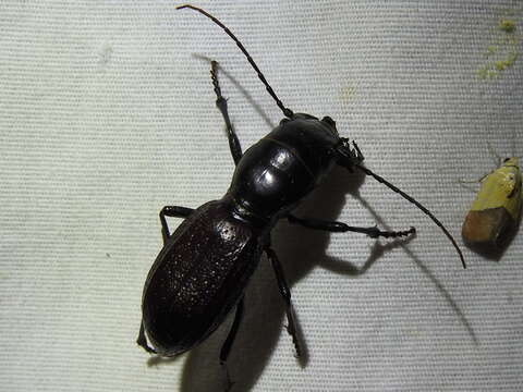 Image of Great Plains Giant Tiger Beetle