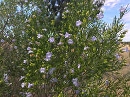 Image of Purple Fuschia Bush