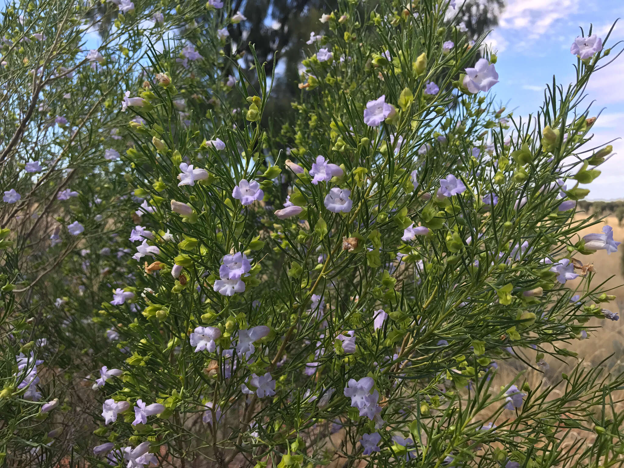 Image of Eremophila gibsonii F. Muell.