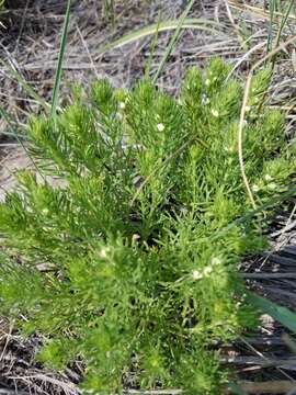 Teucrium laciniatum Torr.的圖片