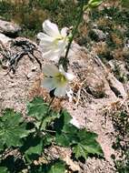 Image of Alcea nudiflora (Lindl.) Boiss.