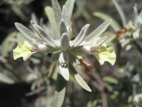 Слика од Stachys flavescens Benth.