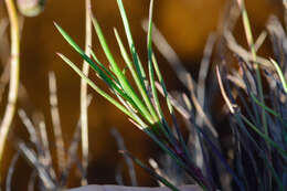 Ursinia tenuifolia (L.) Poir. resmi