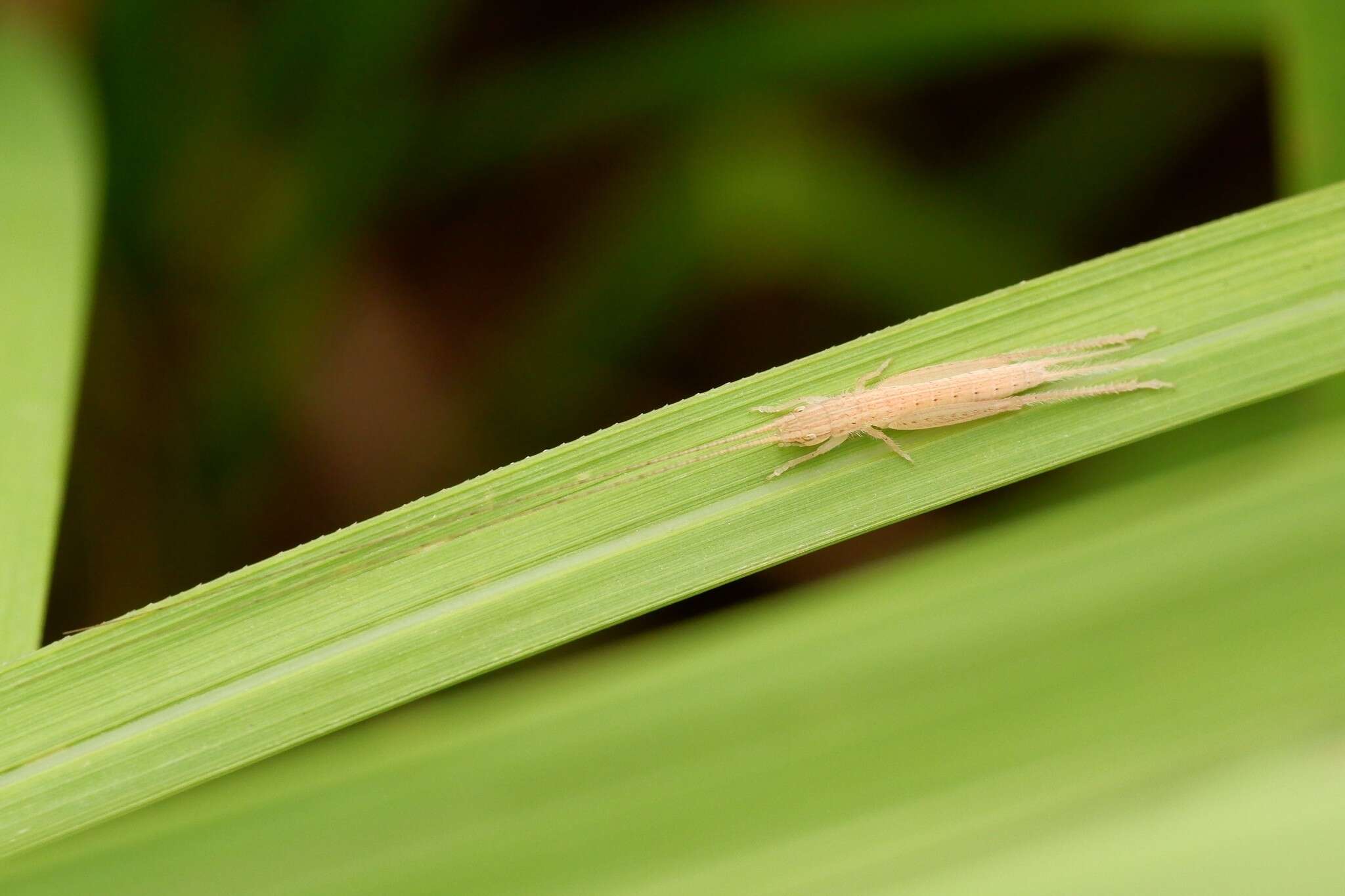 صورة Patiscus cephalotes (Saussure 1878)