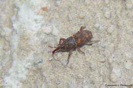 Image of rice weevil