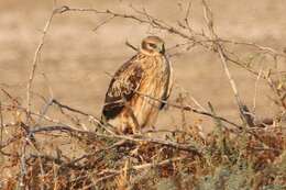 Image of Pallid Harrier