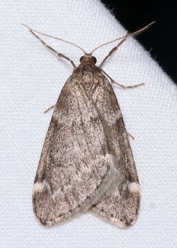 Image of Fall Cankerworm