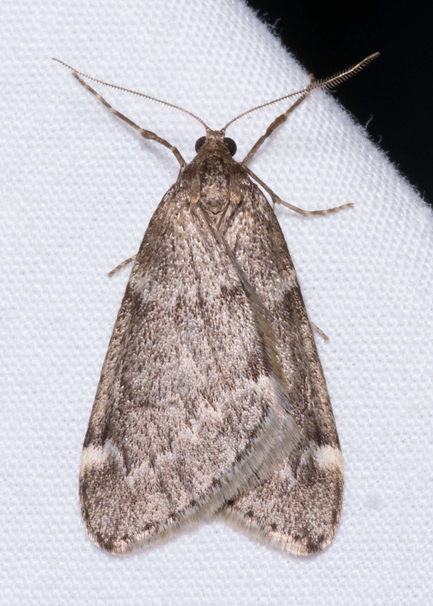 Image of Fall Cankerworm