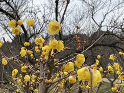 Image de Chimonanthus praecox (L.) Link