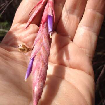 Image of Manatee River airplant