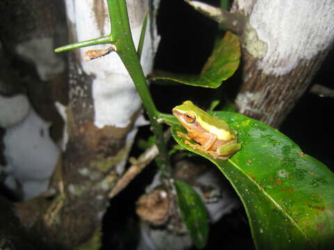 Image de Raorchestes akroparallagi (Biju & Bossuyt 2009)