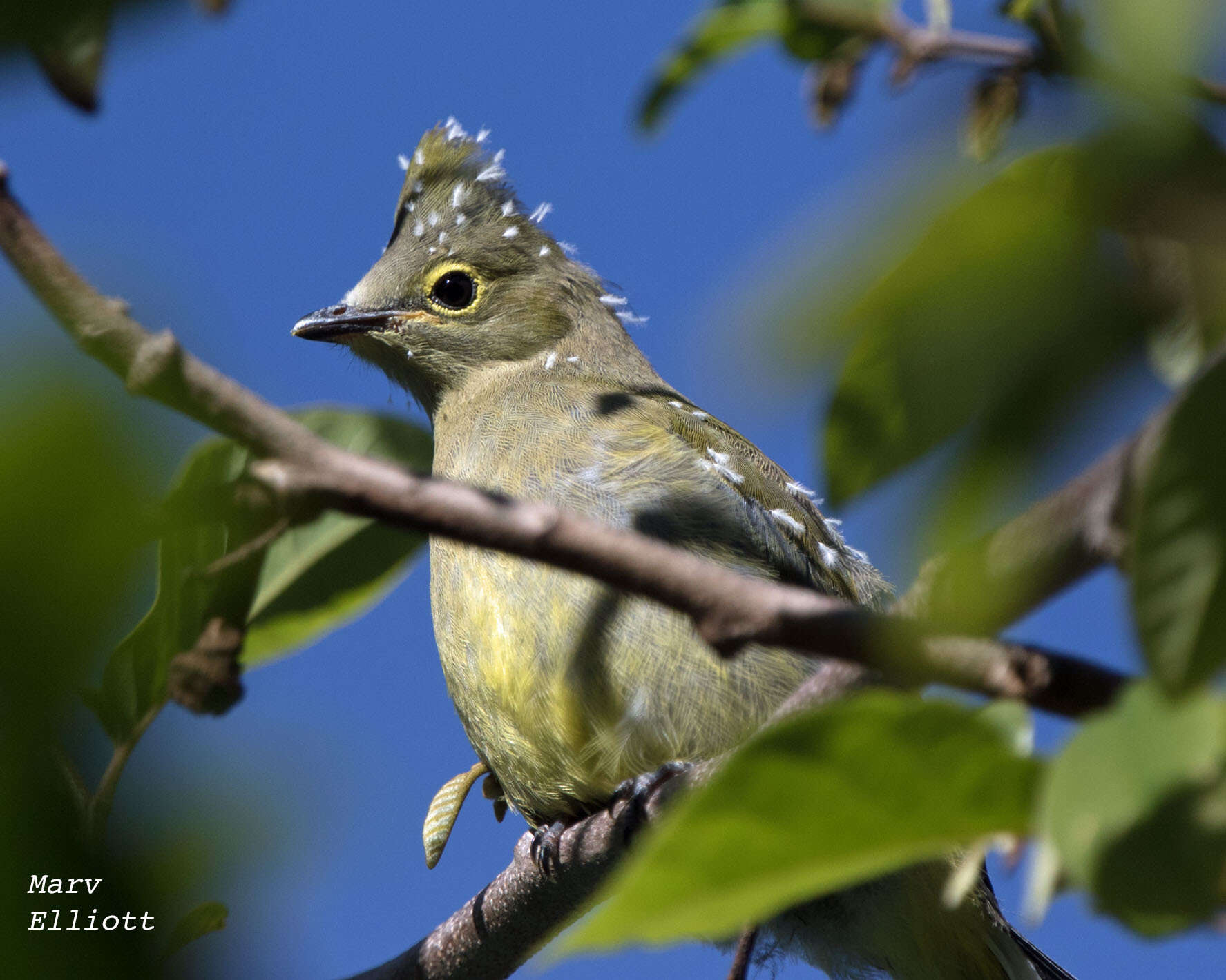 Image of Long-tailed Silky-flycatcher