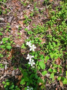 Imagem de Rubus trivialis Michx.