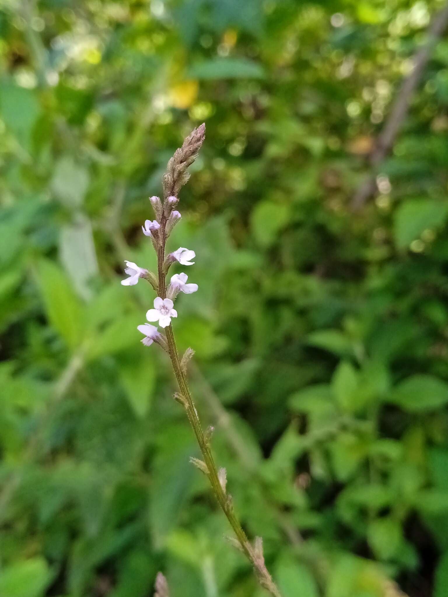 Imagem de Verbena carolina L.