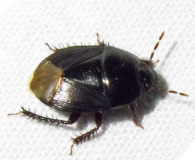 Image of Burrower bug