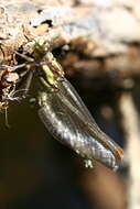 صورة Neogomphus bidens Selys 1878