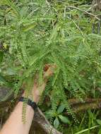 Image of Sophora microphylla var. longicarinata (G. Simpson) Allan